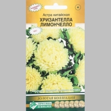 Астра Хризантелла Лимончелло