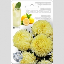 Астра Хризантелла Лимончелло