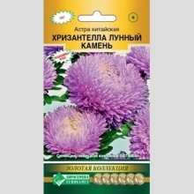 Астра Хризантелла Лунный Камень