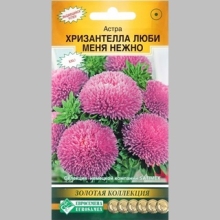 Астра Хризантелла Люби меня Нежно