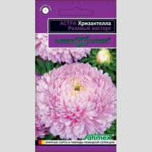 Астра Хризантелла Розовый восторг