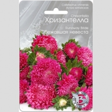 Астра Хризантелла Сбежавшая невеста