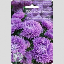 Астра Хризантелла Сиреневый туман