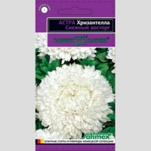 Астра Хризантелла Снежный восторг