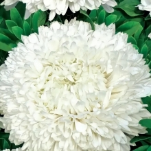 Астра Хризантелла Снежный восторг