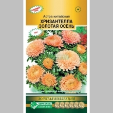 Астра Хризантелла Золотая осень