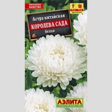 Астра Королева сада Белая