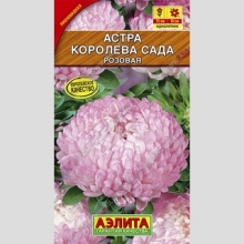 Астра Королева сада Розовая