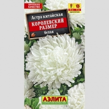 Астра Королевский размер Белая