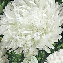 Астра Королевский размер Белая