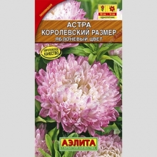 Астра Королевский размер Яблоневый цвет