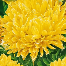 Астра Королевский размер Желтая