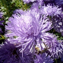 Астра Краллен Сиам