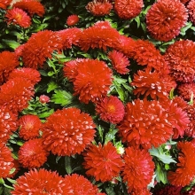 Астра Внученька Машенька