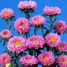 Астра Мацумото Розовая