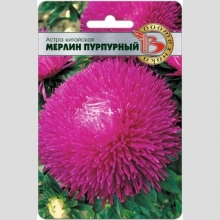 Астра Мерлин Пурпурный