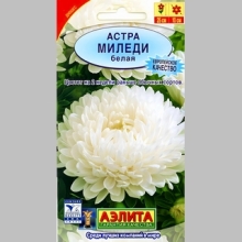 Астра Миледи белая