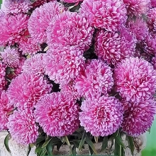 Астра Монпансье Карминная