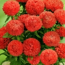 Астра Монпансье Красная