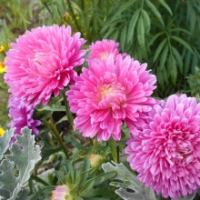 Астра Внученька Натуля