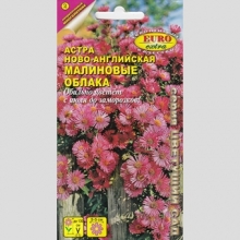 Астра Малиновые облака (Ново-английская)