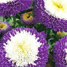 Астра Пампушка Черника со сливками