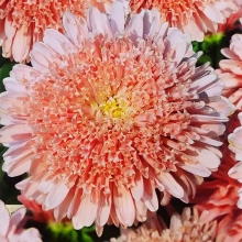 Астра Пампушка Персиковая