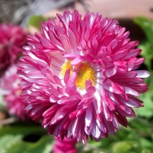 Астра Седая Дама Красная (большой пакет)