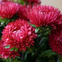 Астра Внученька Танюша