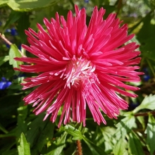 Астра Татьянин день