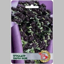 Астра Трубадур Парпл Блэк