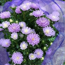 Астра Трубадур Лайт Блю