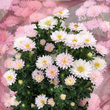 Астра Трубадур Софт Роз