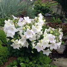 Платикодон Звезда F1 Белая