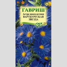 Астра Вартбургская звезда (альпийская)