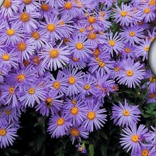Астра Виолет Блю Голубоватая (альпийская)
