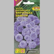 Астра Внученька Дашуля