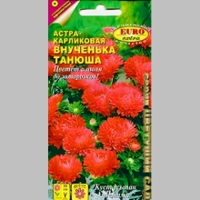 Астра Внученька Танюша