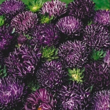 Астра Трубадур Парпл Блэк