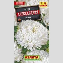 Астра Александрия Белая