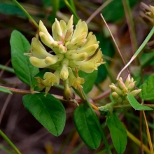 Астрагал Царь (солодколистный) (большой пакет)