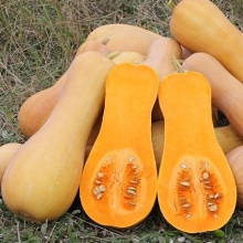 Тыква Атлас F1 (Саката)