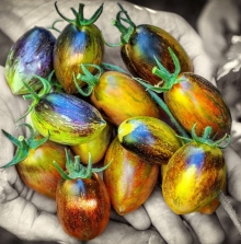 Томат Атомный виноград Брэда