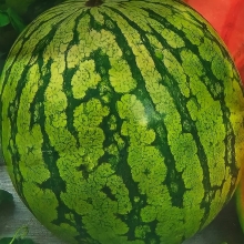 Арбуз АУ Продюсер ПВП