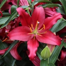 Лилия Авиньер