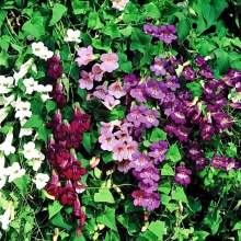 Азарина лазающая Смесь