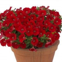 Петуния Бэби Джоконда Оранж Ред (Семена Профи)