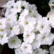 Петуния Бэби Джоконда Вайт (Семена Профи)