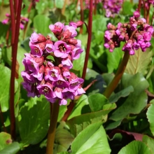 Бадан Красавица сердцелистный