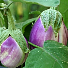 Баклажан Сердцевидный